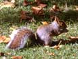 Squirrel (48 kB)