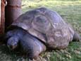 Schildkröte (40 kB)