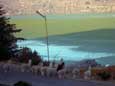 Alpacaherde in Puno (16 kB)