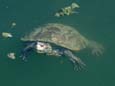 Wasserschildkröte (18 kB)
